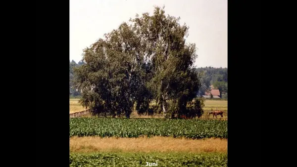 Puchheimer Baumfilm